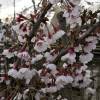 Cerezo enano Japons con flores 'Kojo No Mai'