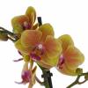 Orquídea mariposa Naranja, Phalaenopsis