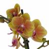 Orqudea mariposa Naranja, Phalaenopsis