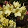 Rododendro amarillo 'Goldkrone'