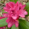 Rododendro rosa 'Nova Zembla'