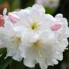 Rododendro blanco 'Discolor'