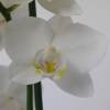 Orquídea mariposa Blanca, Phalaenopsis