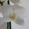 Orqudea mariposa Blanca, Phalaenopsis