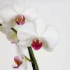 Orquídea mariposa Blanca, Phalaenopsis