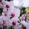 Orqudea mariposa Blanca, Phalaenopsis