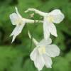 Delphinium 'Casa Blanca'