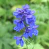 Delphinium 'Bellamosum'