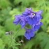 Delphinium 'Bellamosum'