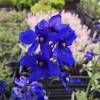 Delphinium 'Bellamosum'