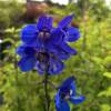 Delphinium 'Bellamosum'