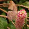 Clethra alnifolia 'Ruby Spice'