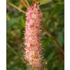 Clethra alnifolia 'Ruby Spice'