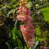 Clethra alnifolia 'Ruby Spice'