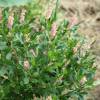 Clethra alnifolia 'Ruby Spice'