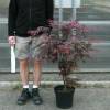 Arce japon�s 'Bloodgood'