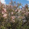 Viburnum farreri, Viburnum fragrans