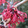 Hamamelis 'Diane'