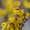 Hamamelis 'Arnold Promise'