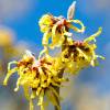 Hamamelis 'Arnold Promise'