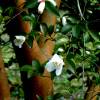 Camelia transnokoensis