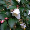 Camelia transnokoensis