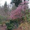 Viburnum de invierno 'Dawn'