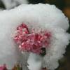 Viburnum de invierno 'Dawn'