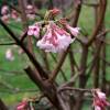 Viburnum de invierno 'Dawn'