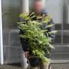 Falsa espirea con hojas de serbal
