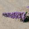 Planta prohibida Espaa Arbusto de mariposas enano