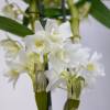 Dendrobium Orqudea - Blanca