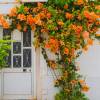 Buganvilla naranja