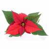 Poinsetia roja, Flor de Pascua