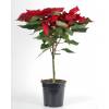 Poinsetia roja, Flor de Pascua