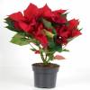 Poinsetia roja, Flor de Pascua