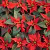 Poinsetia roja, Flor de Pascua