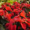 Poinsetia roja, Flor de Pascua