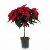 Poinsetia roja, Flor de Pascua