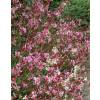 Gaura rosa de Lindheimer