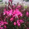 Gaura rosa de Lindheimer