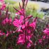 Gaura rosa de Lindheimer