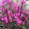 Gaura rosa de Lindheimer