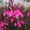 Gaura rosa de Lindheimer