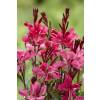 Gaura roja de Lindheimer