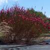 Gaura roja de Lindheimer