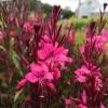 Gaura roja de Lindheimer