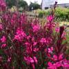 Gaura roja de Lindheimer