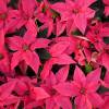 Poinsetia rosa, Flor de Pascua rosa