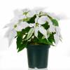 Poinsetia blanca, Flor de Pascua blanca